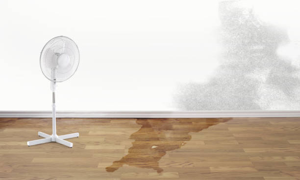 Best Carpet water damage restoration  in Newfield, NJ