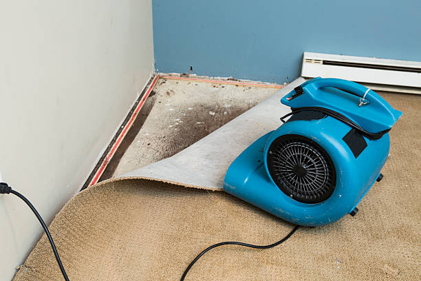 Best Water damage cleanup near me  in Newfield, NJ